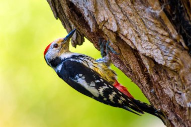 Ağaçtaki sevimli ağaçkakan. Orman doğa arka plan. Kuş: Orta Benekli Ağaçkakan 