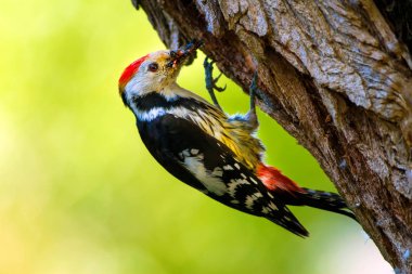 Ağaçtaki sevimli ağaçkakan. Orman doğa arka plan. Kuş: Orta Benekli Ağaçkakan 