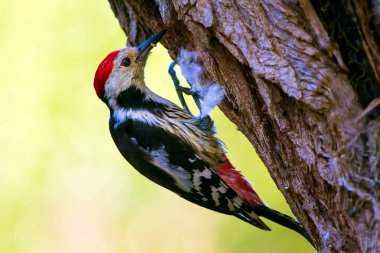 Ağaçtaki sevimli ağaçkakan. Orman doğa arka plan. Kuş: Orta Benekli Ağaçkakan 