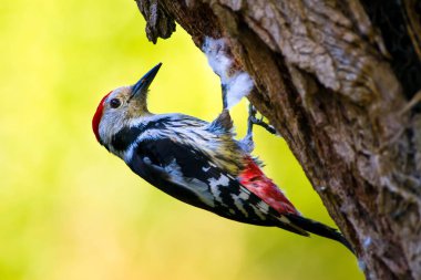 Ağaçtaki sevimli ağaçkakan. Orman doğa arka plan. Kuş: Orta Benekli Ağaçkakan 