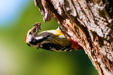 Ağaçtaki sevimli ağaçkakan. Orman doğa arka plan. Kuş: Orta Benekli Ağaçkakan 