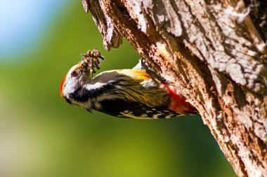 Ağaçtaki sevimli ağaçkakan. Orman doğa arka plan. Kuş: Orta Benekli Ağaçkakan 