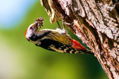 Ağaçtaki sevimli ağaçkakan. Orman doğa arka plan. Kuş: Orta Benekli Ağaçkakan 