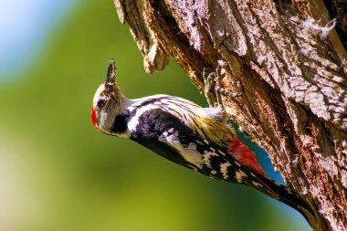 Ağaçtaki sevimli ağaçkakan. Orman doğa arka plan. Kuş: Orta Benekli Ağaçkakan 