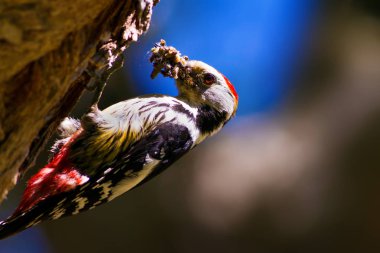 Ağaçtaki sevimli ağaçkakan. Orman doğa arka plan. Kuş: Orta Benekli Ağaçkakan 