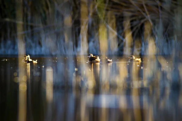 Pássaros Lago Natureza Habitat Fundo — Fotografia de Stock