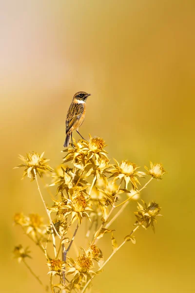 Lindo Pajarito Stonechat Fondo Naturaleza Verde Bird European Stonechat Inglés —  Fotos de Stock