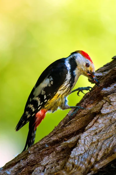 Picchio Carino Foresta Sfondo Natura Uccello Picchio Maculato Medio — Foto Stock