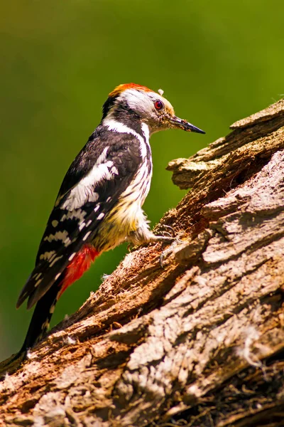 Aranyos Woodpecker Erdőtermészeti Háttér Madár Középfoltos Küllő — Stock Fotó