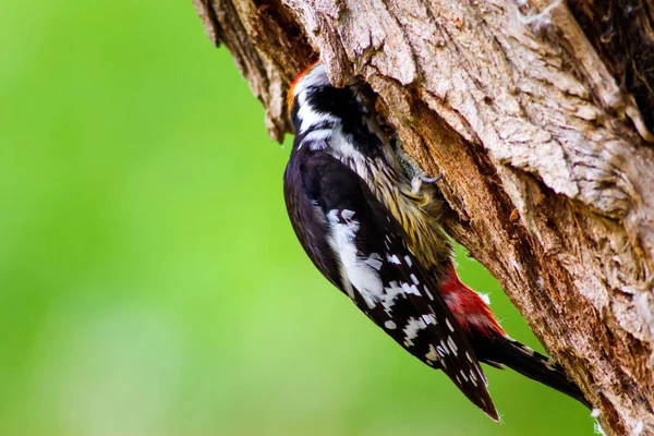 Sevimli Ağaçkakan. Orman doğa arka plan. Kuş: Orta Benekli Ağaçkakan 
