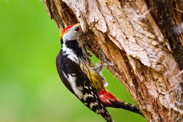 Sevimli Ağaçkakan. Orman doğa arka plan. Kuş: Orta Benekli Ağaçkakan 