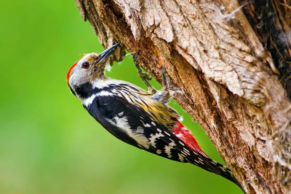 Sevimli Ağaçkakan. Orman doğa arka plan. Kuş: Orta Benekli Ağaçkakan 