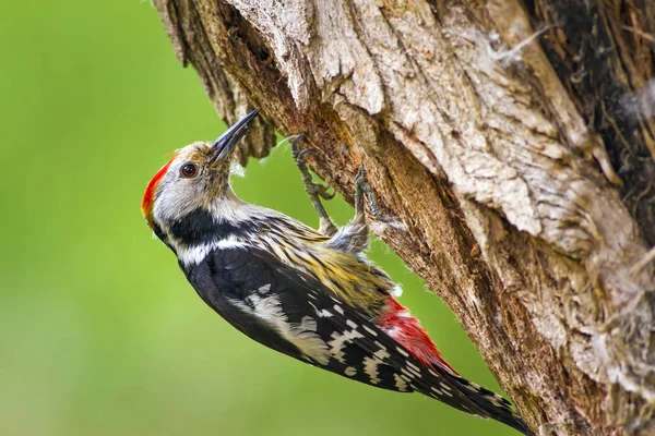 Schattige Specht Bos Natuur Achtergrond Vogel Middelste Bonte Specht — Stockfoto