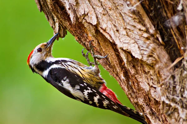 Aranyos Woodpecker Erdőtermészeti Háttér Madár Középfoltos Küllő — Stock Fotó