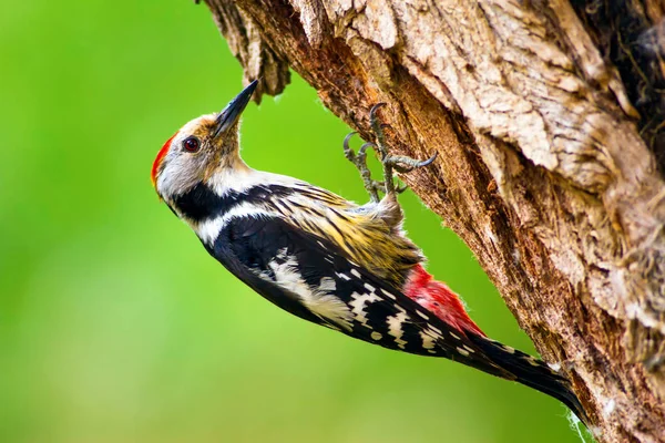 Schattige Specht Bos Natuur Achtergrond Vogel Middelste Bonte Specht — Stockfoto