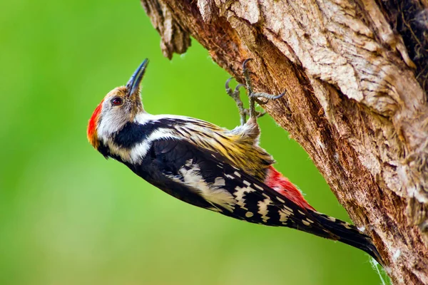 Söt Hackspett Skogens Natur Bakgrund Fågel Mellersta Fläckig Hackspett — Stockfoto