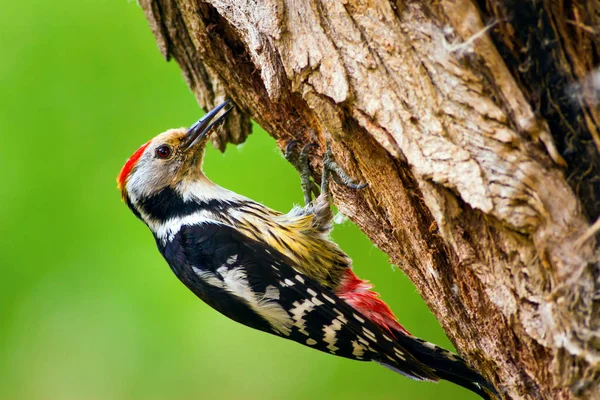 Aranyos Woodpecker Fán Erdőtermészeti Háttér Madár Középfoltos Küllő — Stock Fotó