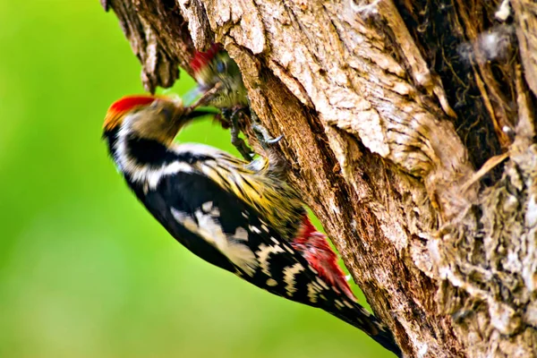 Ağaçtaki sevimli ağaçkakan. Orman doğa arka plan. Kuş: Orta Benekli Ağaçkakan 
