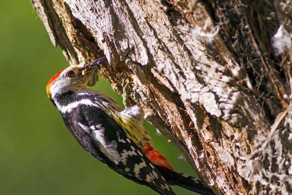 Ağaçtaki sevimli ağaçkakan. Orman doğa arka plan. Kuş: Orta Benekli Ağaçkakan 
