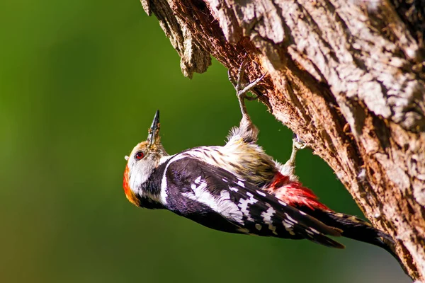 Aranyos Woodpecker Fán Erdőtermészeti Háttér Madár Középfoltos Küllő — Stock Fotó