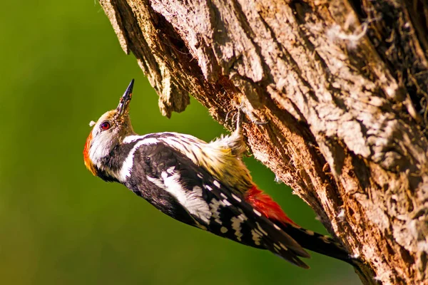 Ağaçtaki sevimli ağaçkakan. Orman doğa arka plan. Kuş: Orta Benekli Ağaçkakan 