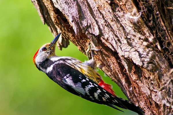 Aranyos Woodpecker Fán Erdőtermészeti Háttér Madár Középfoltos Küllő — Stock Fotó