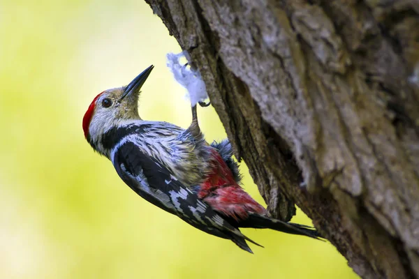 Aranyos Woodpecker Fán Erdőtermészeti Háttér Madár Középfoltos Küllő — Stock Fotó