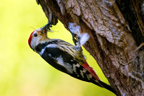 Aranyos Woodpecker Fán Erdőtermészeti Háttér Madár Középfoltos Küllő — Stock Fotó