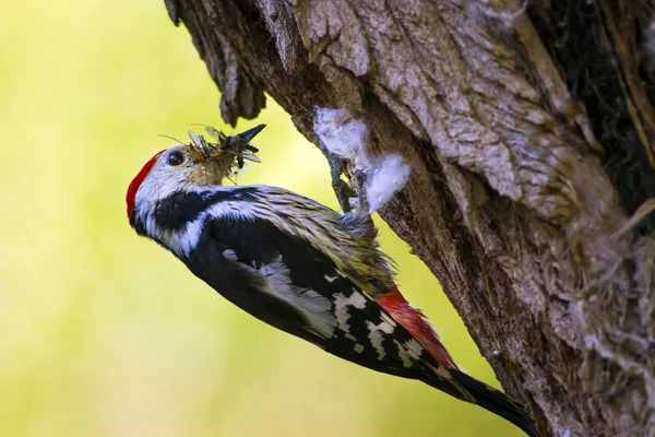 Schattige Specht Boom Bos Natuur Achtergrond Vogel Middelste Bonte Specht — Stockfoto