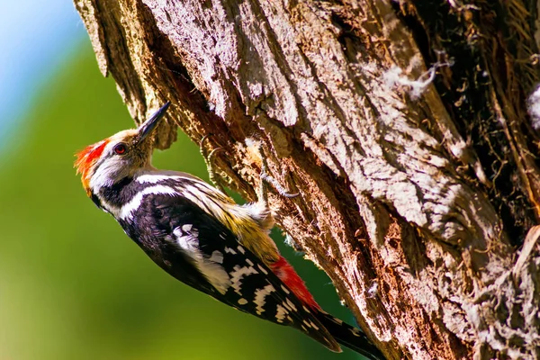 Aranyos Woodpecker Fán Erdőtermészeti Háttér Madár Középfoltos Küllő — Stock Fotó