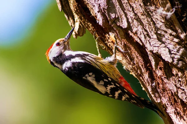 Aranyos Woodpecker Fán Erdőtermészeti Háttér Madár Középfoltos Küllő — Stock Fotó