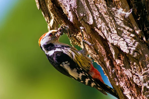 Ağaçtaki Sevimli Ağaçkakan Orman Doğa Arka Plan Kuş Orta Benekli — Stok fotoğraf