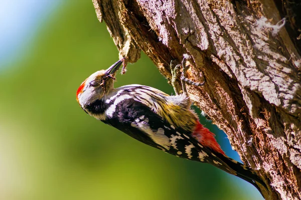 Ağaçtaki sevimli ağaçkakan. Orman doğa arka plan. Kuş: Orta Benekli Ağaçkakan 