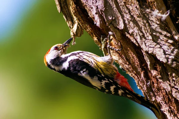 Ağaçtaki sevimli ağaçkakan. Orman doğa arka plan. Kuş: Orta Benekli Ağaçkakan 