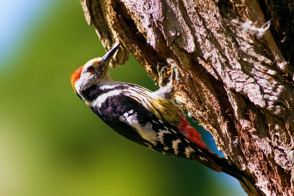 Schattige Specht Boom Bos Natuur Achtergrond Vogel Middelste Bonte Specht — Stockfoto