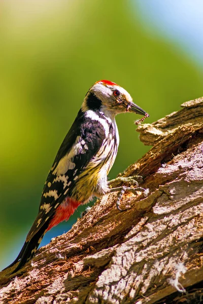 Schattige Specht Boom Bos Natuur Achtergrond Vogel Middelste Bonte Specht — Stockfoto