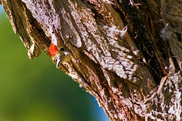 Niedlicher Specht Auf Baum Wald Natur Hintergrund Vogel Mittelspecht — Stockfoto