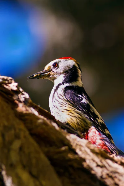 Ağaçtaki sevimli ağaçkakan. Orman doğa arka plan. Kuş: Orta Benekli Ağaçkakan 