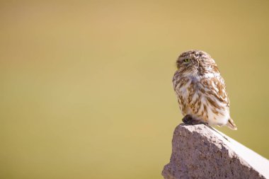 Sevimli küçük baykuş, Yeşil doğa arka plan. Kuş: Küçük Baykuş. Atene noktua.