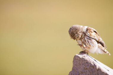 Sevimli küçük baykuş, Yeşil doğa arka plan. Kuş: Küçük Baykuş. Atene noktua.