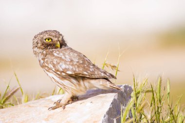 Sevimli küçük baykuş, Yeşil doğa arka plan. Kuş: Küçük Baykuş. Atene noktua.