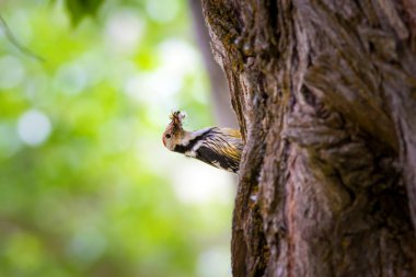 Ağaçtaki sevimli ağaçkakan. Orman doğa arka plan. Kuş: Orta Benekli Ağaçkakan 