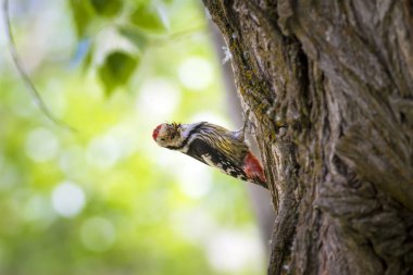 Ağaçtaki sevimli ağaçkakan. Orman doğa arka plan. Kuş: Orta Benekli Ağaçkakan 