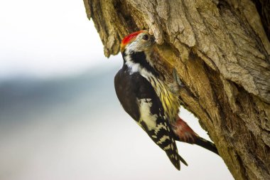 Ağaçtaki sevimli ağaçkakan. Orman doğa arka plan. Kuş: Orta Benekli Ağaçkakan 