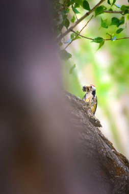 Ağaçtaki sevimli ağaçkakan. Orman doğa arka plan. Kuş: Orta Benekli Ağaçkakan 