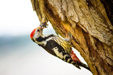 Ağaçtaki sevimli ağaçkakan. Orman doğa arka plan. Kuş: Orta Benekli Ağaçkakan 