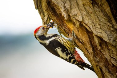 Ağaçtaki sevimli ağaçkakan. Orman doğa arka plan. Kuş: Orta Benekli Ağaçkakan 