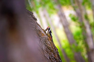 Ağaçtaki sevimli ağaçkakan. Orman doğa arka plan. Kuş: Orta Benekli Ağaçkakan 