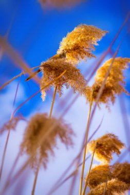Sevimli küçük kuş. Göl habitat arka plan. Kuş: Sakallı Sazlık. Panurus biarmicus.
