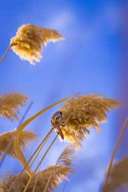 Sevimli küçük kuş. Göl habitat arka plan. Kuş: Sakallı Sazlık. Panurus biarmicus.